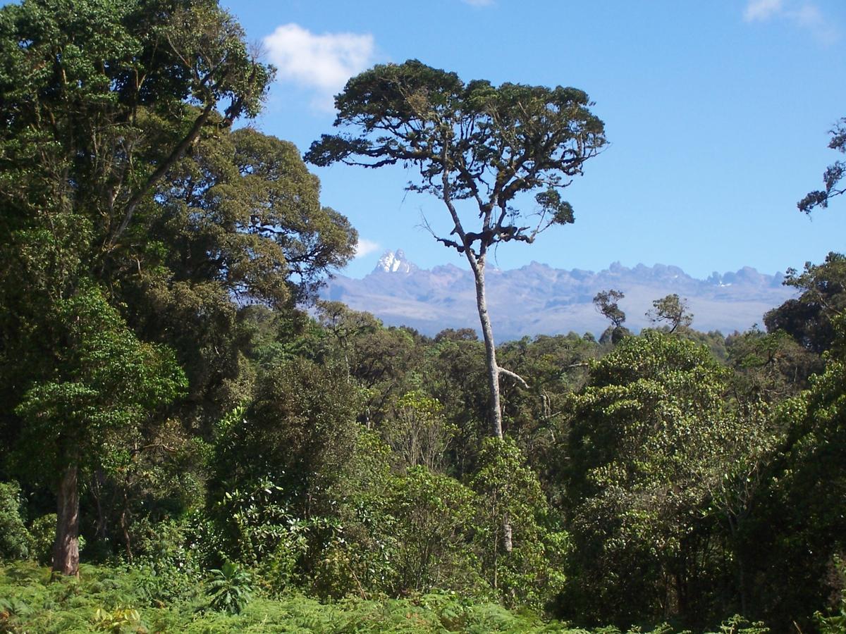 Castle Forest Lodge Mount Kenya National Park Extérieur photo